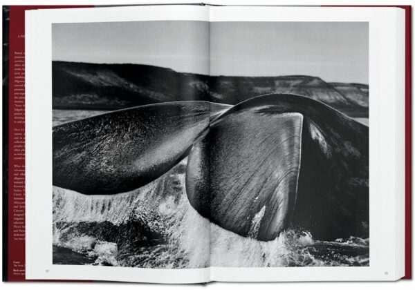 Sebastião Salgado. Génesis - Imagen 4