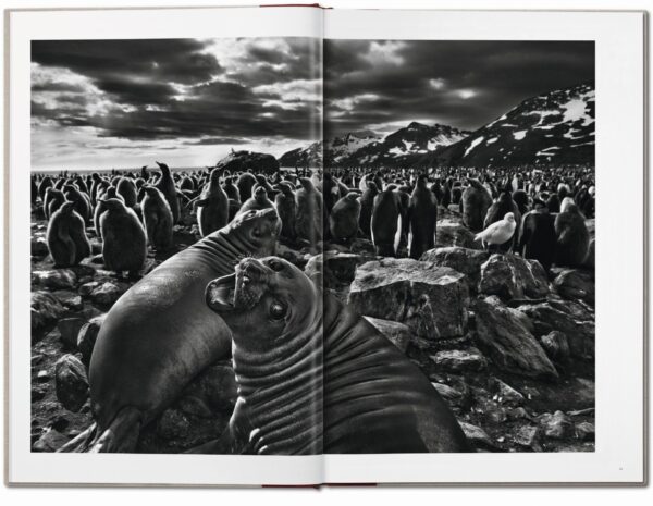 Sebastião Salgado. Genesis - Imagen 5