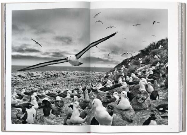 Sebastião Salgado. Genesis - Imagen 7