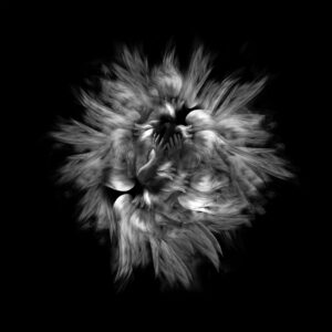 Karim Borjas Serie L’Envol (La Elvación)