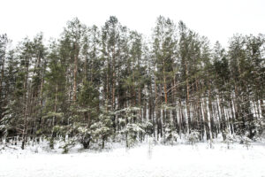 Ricardo Arispe. Chernobyl, 40 años 01