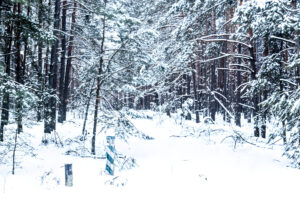 Ricardo Arispe. Chernobyl, 40 años 04